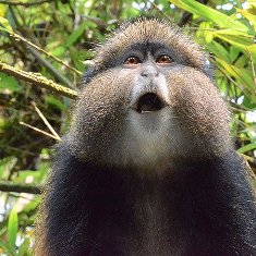 2 Days Golden Monkey tracking Rwanda
